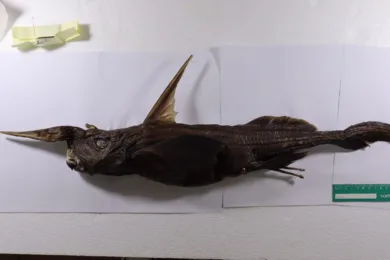 Ejemplar de Rhinochimaera costaricana, nueva especie de quimera descrita a partir de tres machos adultos recolectados frente al Pacífico costarricense, entre Isla del Caño y Cabo Blanco, Puntarenas. (Foto: Naidely Valeria Vidaurre Quesada)