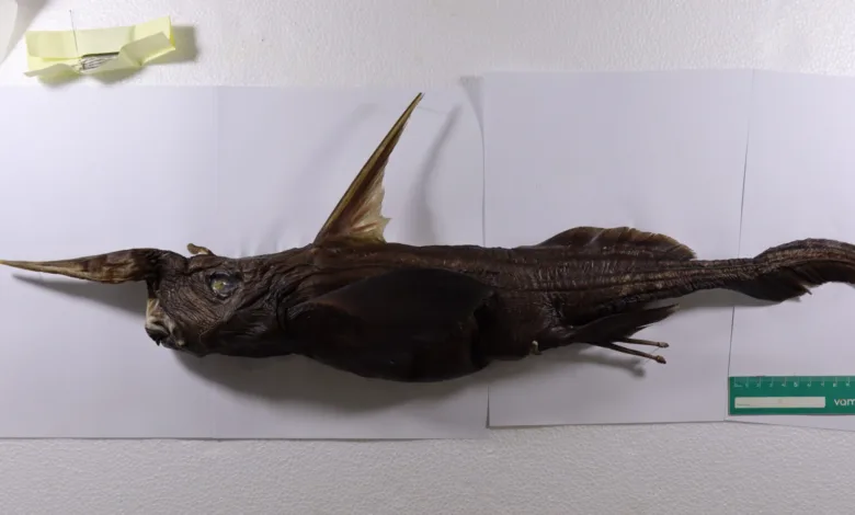 Ejemplar de Rhinochimaera costaricana, nueva especie de quimera descrita a partir de tres machos adultos recolectados frente al Pacífico costarricense, entre Isla del Caño y Cabo Blanco, Puntarenas. (Foto: Naidely Valeria Vidaurre Quesada)