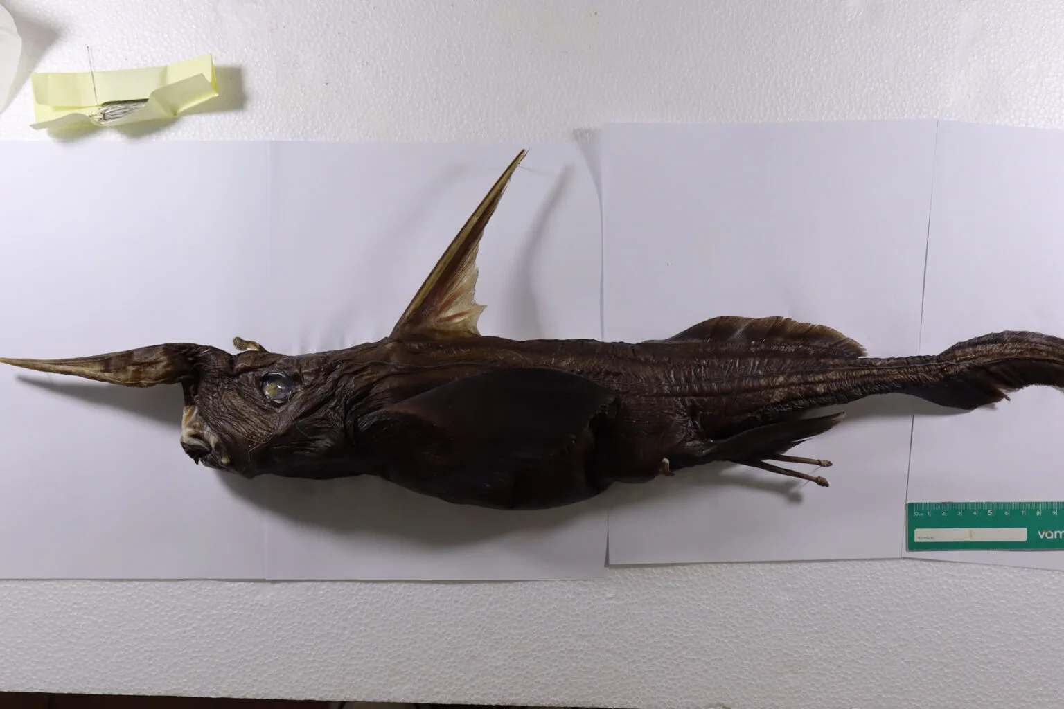 Ejemplar de Rhinochimaera costaricana, nueva especie de quimera descrita a partir de tres machos adultos recolectados frente al Pacífico costarricense, entre Isla del Caño y Cabo Blanco, Puntarenas. (Foto: Naidely Valeria Vidaurre Quesada)
